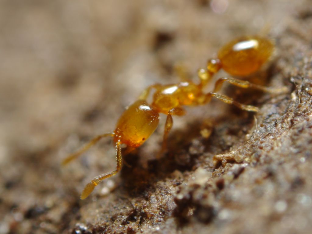 Piccola formichina, potrebbe essere Solenopsis?